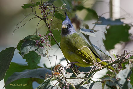 Crested Finchbill