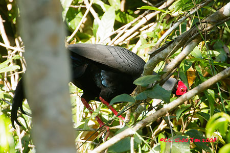 Siamese Fireback