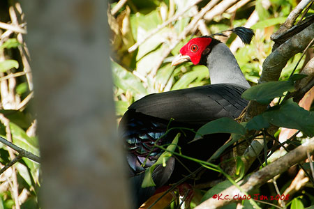 Siamese Fireback