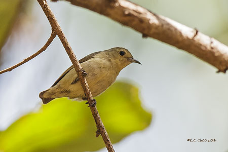 Plain Flowerpecker