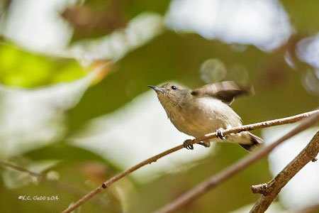 Plain Flowerpecker
