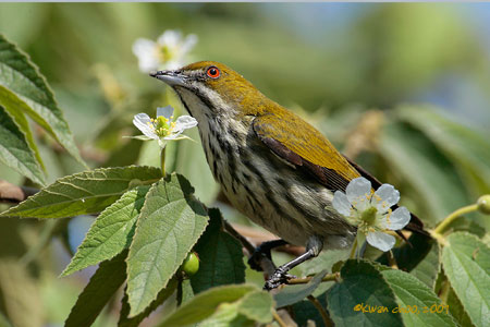 Yellow-vented Flowerpecker