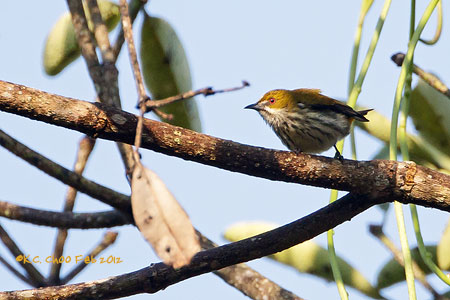 Yellow-vented Flowerpecker