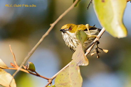 Yellow-vented Flowerpecker