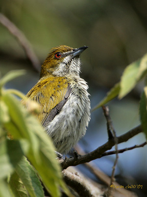 Yellow-vented Flowerpecker