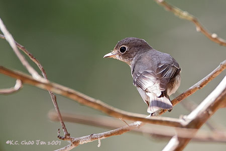 Asian Brown Flycatcher