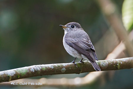 Asian Brown Flycatcher