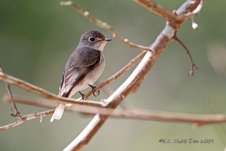 Asian Brown Flycatcher