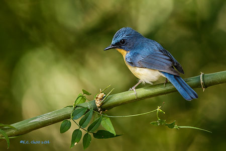 Chinese Blue Flycatcher