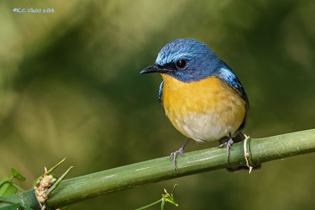 Chinese Blue Flycatcher