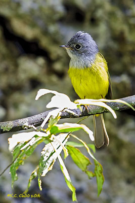 Grey-headed Canary Flycatcher
