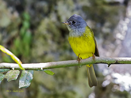 Grey-headed Canary Flycatcher
