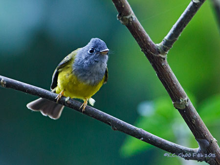 Grey-headed Canary Flycatcher