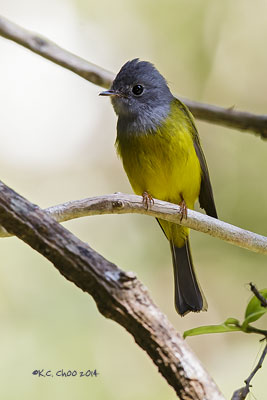 Grey-headed Canary Flycatcher