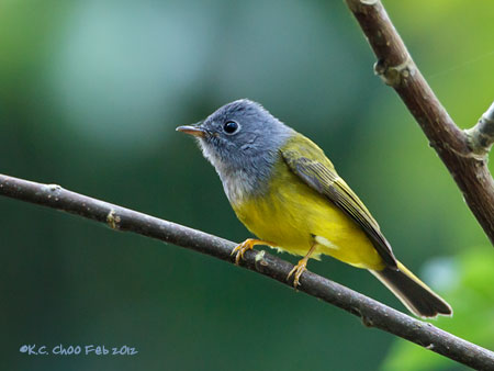 Grey-headed Canary Flycatcher