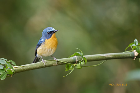 Hill Blue Flycatcher