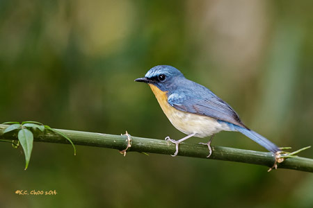 Hill Blue Flycatcher