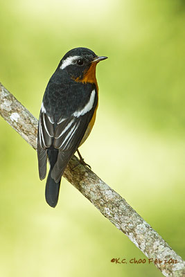 Mugimaki Flycatcher
