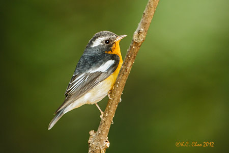 Mugimaki Flycatcher