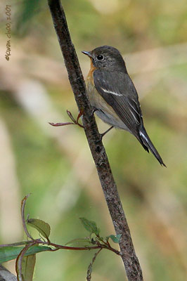 Mugimaki Flycatcher