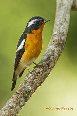 Mugimaki Flycatcher