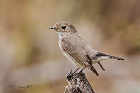 Red-throated Flycatcher
