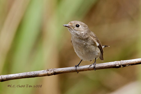 Red-throated Flycatcher