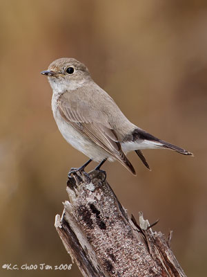 Red-throated Flycatcher