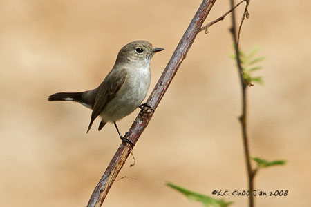 Red-throated Flycatcher