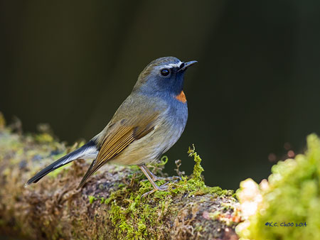 Rufous-gorgeted Flycatcher