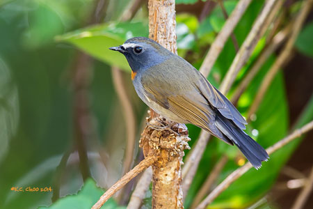 Rufous-gorgeted Flycatcher