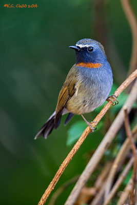 Rufous-gorgeted Flycatcher