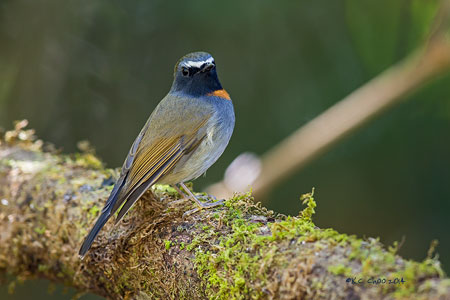 Rufous-gorgeted Flycatcher