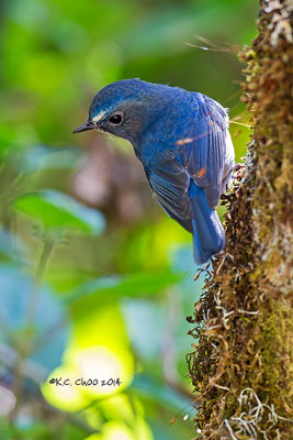 Rufous-gorgeted Flycatcher