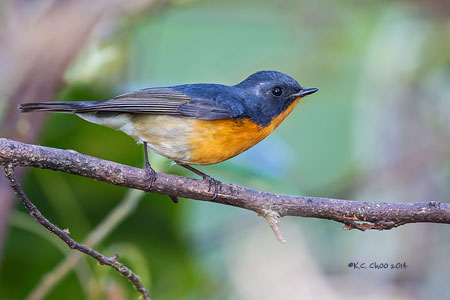 Slaty-backed Flycatcher