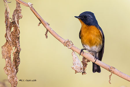 Slaty-backed Flycatcher