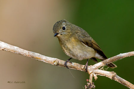 Slaty-backed Flycatcher