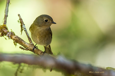 Slaty-backed Flycatcher