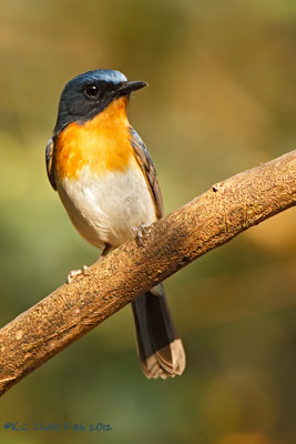 Tickell's Blue Flycatcher