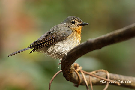 Tickell's Blue Flycatcher