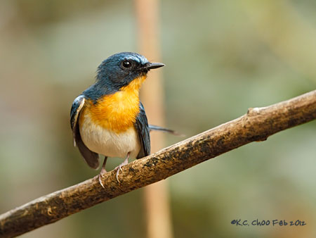 Tickell's Blue Flycatcher