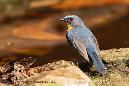Tickell's Blue Flycatcher