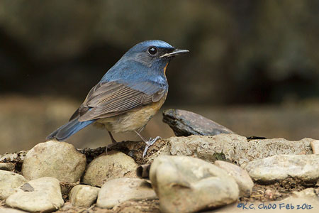 Tickell's Blue Flycatcher