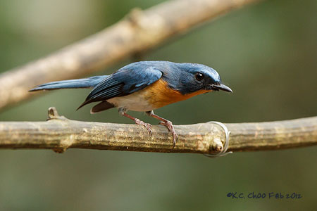 Tickell's Blue Flycatcher