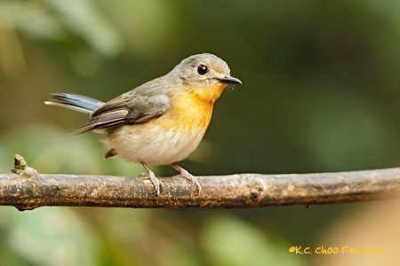 Tickell's Blue Flycatcher