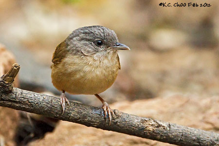 Brown-cheeked Fulvetta