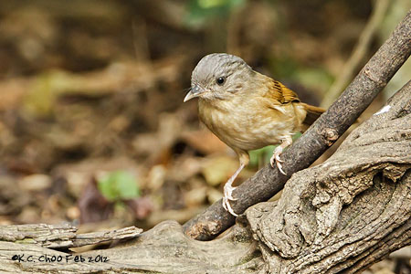 Brown-cheeked Fulvetta