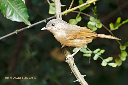 Brown-cheeked Fulvetta
