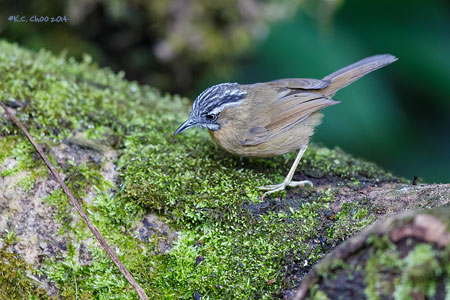 Grey-cheeked Fulvetta