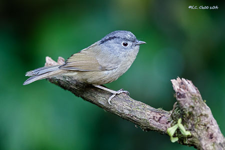Grey-cheeked Fulvetta